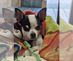 Small #6 Chihuahua Mix