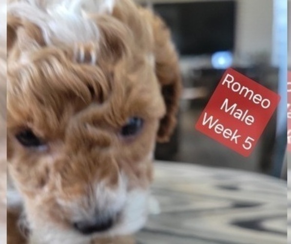 Medium Photo #8 Goldendoodle (Miniature) Puppy For Sale in MILFORD, UT, USA