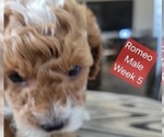 Small #7 Goldendoodle (Miniature)