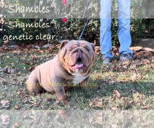 Father of the English Bulldog puppies born on 05/07/2025