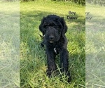 Small Photo #11 Goldendoodle Puppy For Sale in EATON RAPIDS, MI, USA