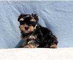 Small #2 Yorkshire Terrier
