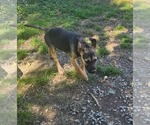 Small Photo #3 Black Mouth Cur-Unknown Mix Puppy For Sale in Tracy City, TN, USA
