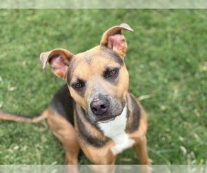 American Pit Bull Terrier-Unknown Mix Dogs for adoption in Tulsa, OK, USA