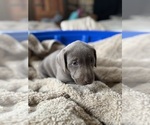 Small #14 Labrador Retriever