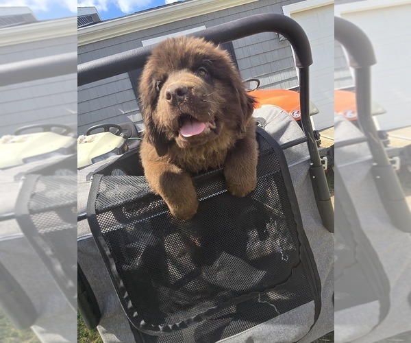Medium Photo #8 Newfoundland Puppy For Sale in TILTON, IL, USA