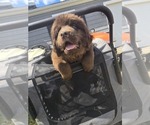 Small #7 Newfoundland