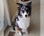 Small #1 Australian Shepherd Mix
