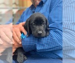 Small Photo #12 Labrador Retriever Puppy For Sale in TRACY, CA, USA