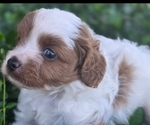 Puppy Puppy 3 Cavapoo
