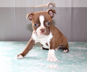 Boston Terrier Puppy for sale in SHILOH, OH, USA