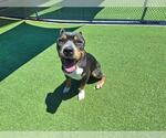 Small #1 American Staffordshire Terrier Mix