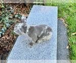 Small Photo #196 French Bulldog Puppy For Sale in HAYWARD, CA, USA