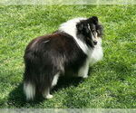 Small #2 Mutt