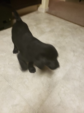 Medium Photo #10 Labrador Retriever Puppy For Sale in RENO, NV, USA