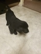 Small Photo #10 Labrador Retriever Puppy For Sale in RENO, NV, USA