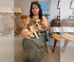 Small #1 Papillon Mix
