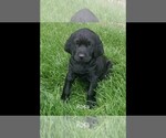 Small Photo #9 Labrador Retriever-Majestic Tree Hound Mix Puppy For Sale in ELLENSBURG, WA, USA