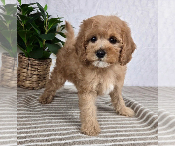 Medium Photo #1 Cavapoo Puppy For Sale in GREENFIELD, IN, USA