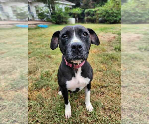 Medium Photo #2 Mutt Puppy For Sale in Woodbury, NY, USA