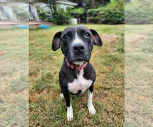 DOLLY - Female Mutt Dog for Adoption - Photo #2