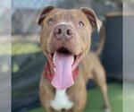Small #1 American Pit Bull Terrier