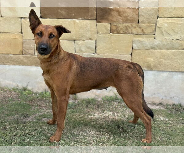 Medium Photo #2 Mutt Puppy For Sale in PIPE CREEK, TX, USA