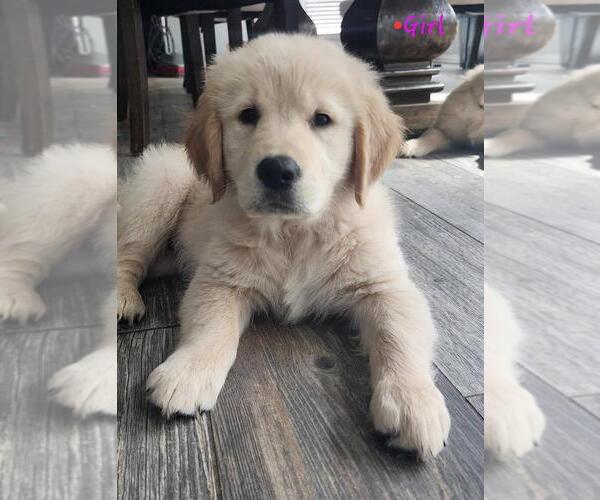 Medium Photo #1 Golden Retriever Puppy For Sale in HOUSTON, TX, USA