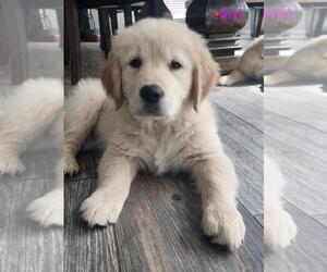 Golden Retriever Puppy for sale in HOUSTON, TX, USA
