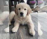 Shiloh - Female Golden Retriever Puppy for Sale - Small photo