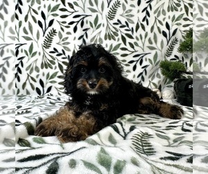 Cavapoo Puppy for sale in GREENFIELD, IN, USA