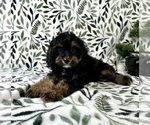 Image preview for Ad Listing. Nickname: Chloe