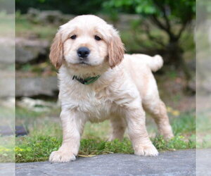 Golden Retriever Dogs for adoption in Germanton, TN, USA