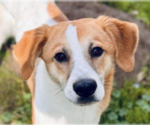 Mutt Dogs for adoption in San Ramon, CA, USA