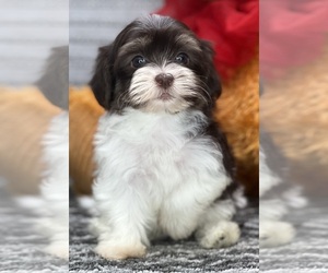Havanese Puppy for sale in LOUDONVILLE, OH, USA