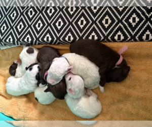 Portuguese Water Dog Puppy for Sale in WYLIE, Texas USA