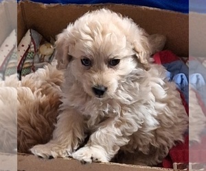 Poodle (Toy) Puppy for sale in SPOTSYLVANIA, VA, USA