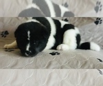 Small Photo #6 Akita Puppy For Sale in INGLIS, FL, USA