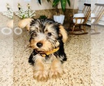 Small Photo #8 Yorkshire Terrier Puppy For Sale in RIVERSIDE, CA, USA