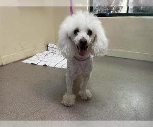 Poodle (Miniature)-Unknown Mix Dogs for adoption in Pasadena, CA, USA