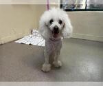 Small Poodle (Miniature) Mix