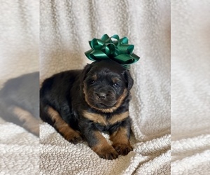 Rottweiler Puppy for Sale in WAKARUSA, Indiana USA