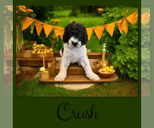Bernedoodle-Poodle (Standard) Mix Puppy for sale in MENIFEE, CA, USA