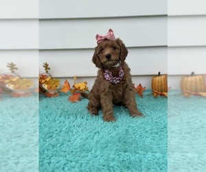 Goldendoodle (Miniature) Puppy for sale in ORLANDO, FL, USA
