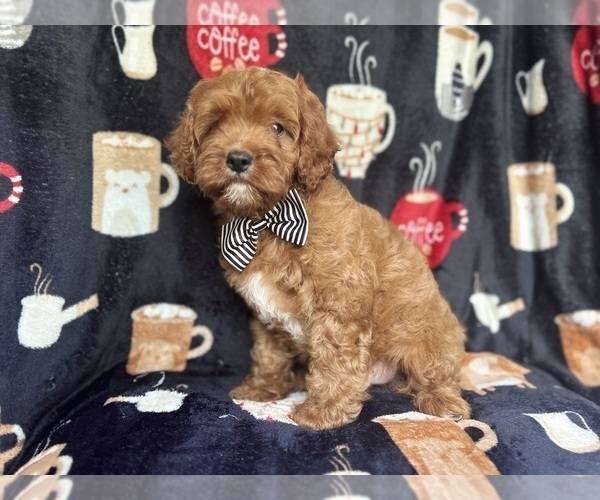 Medium Photo #4 Cavapoo Puppy For Sale in LAKELAND, FL, USA