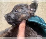 Puppy Dark Green German Shepherd Dog