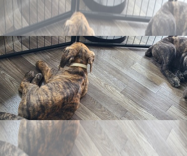 Medium Photo #2 Cane Corso Puppy For Sale in PORTLAND, OR, USA