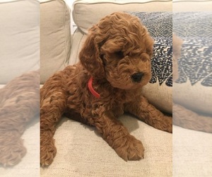 Medium Goldendoodle (Miniature)