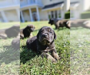 Spanish Mastiff Puppy for sale in FLOYD, VA, USA