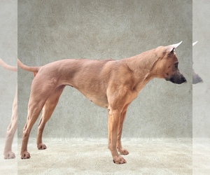 Mother of the Thai Ridgeback puppies born on 05/27/2025